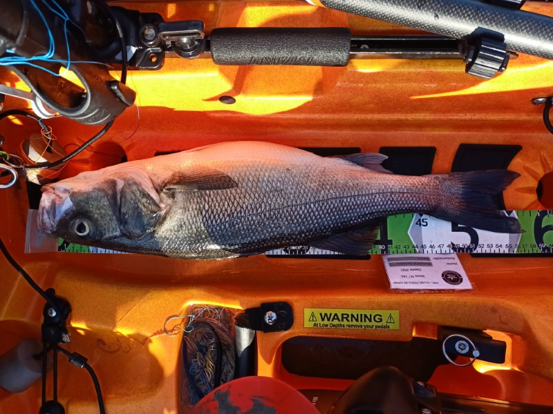 Fish Measure Picture