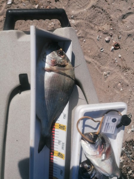 Fish Measure Picture