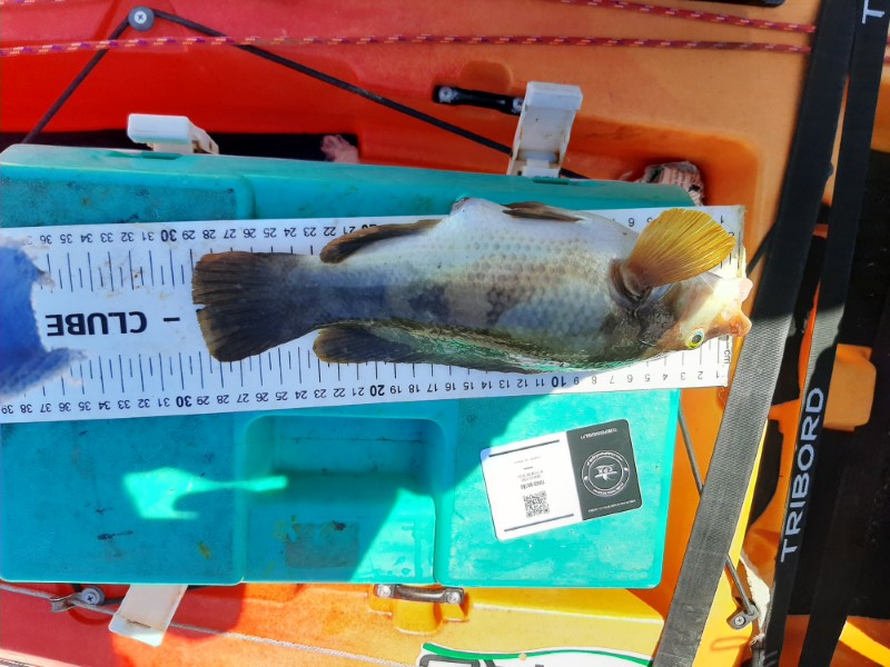 Fish Measure Picture