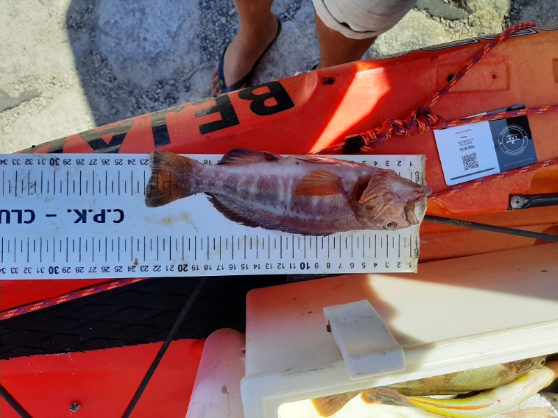 Fish Measure Picture
