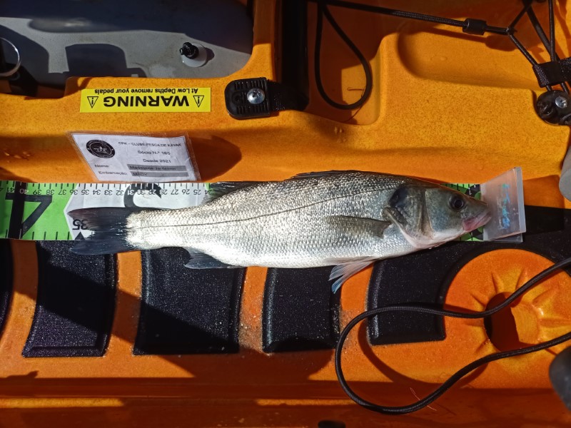 Fish Measure Picture