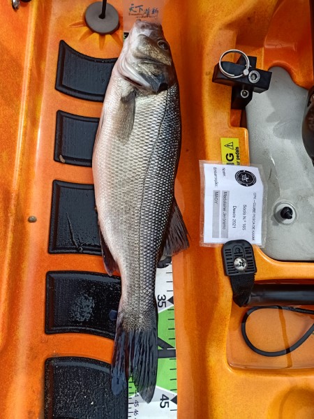 Fish Measure Picture