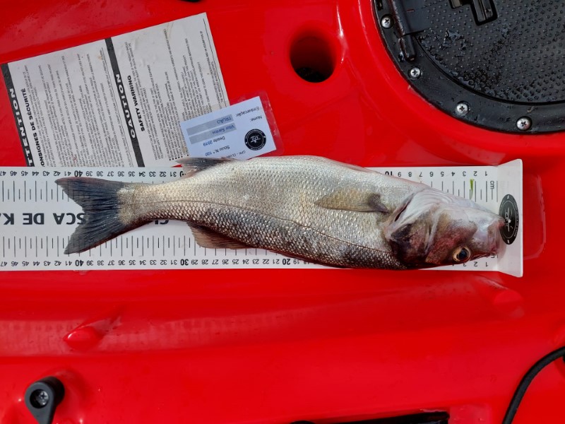 Fish Measure Picture
