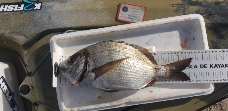 Fish Measure Picture