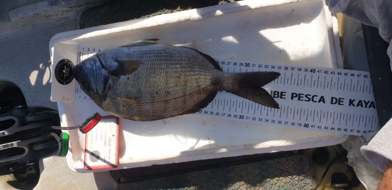 Fish Measure Picture