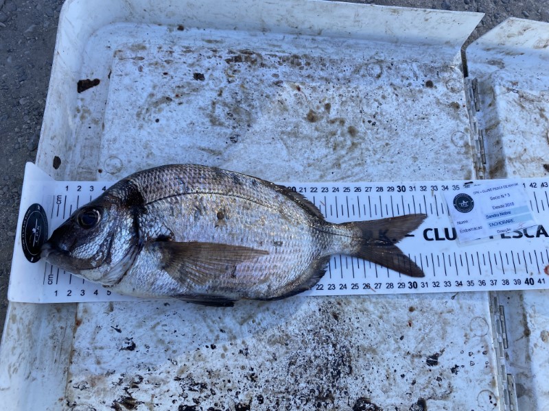 Fish Measure Picture