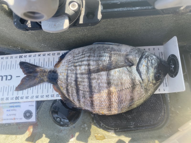 Fish Measure Picture