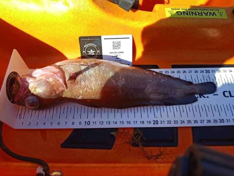 Fish Measure Picture