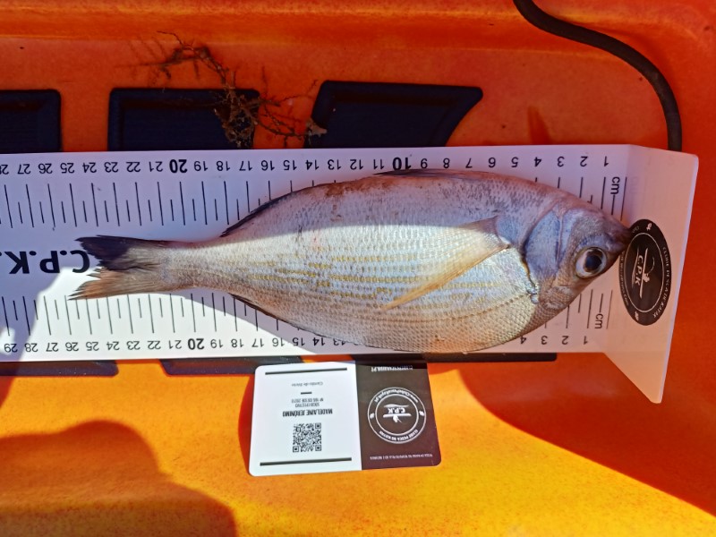 Fish Measure Picture