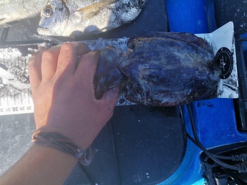 Fish Measure Picture
