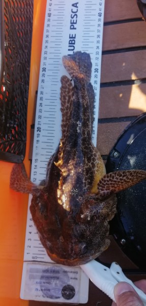 Fish Measure Picture