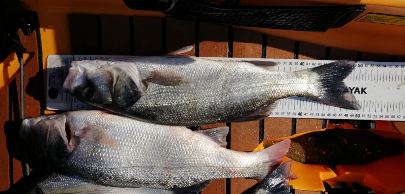 Fish Measure Picture
