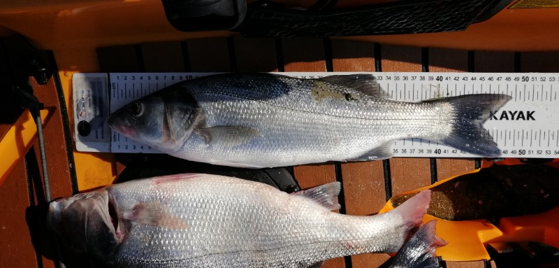 Fish Measure Picture