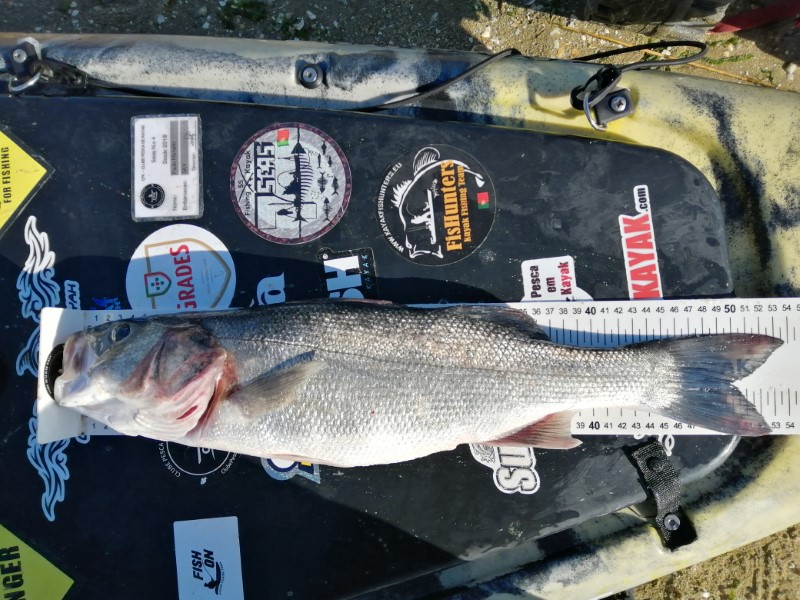 Fish Measure Picture