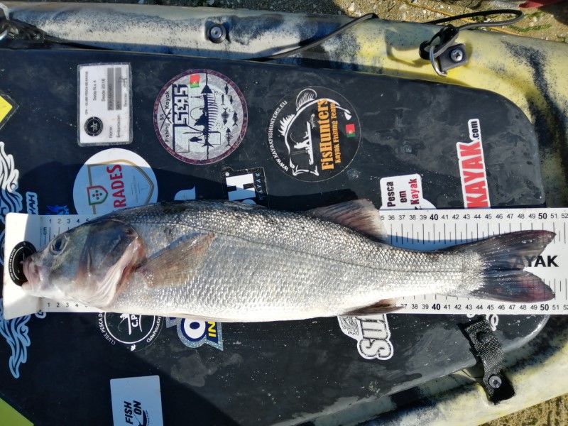 Fish Measure Picture