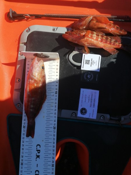 Fish Measure Picture