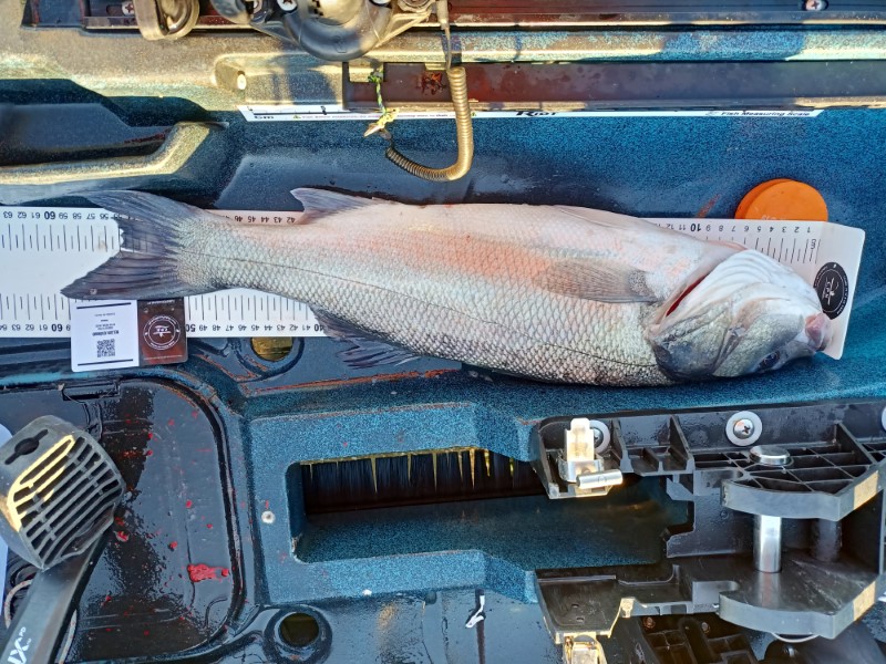 Fish Measure Picture