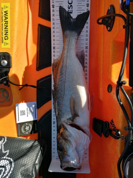 Fish Measure Picture