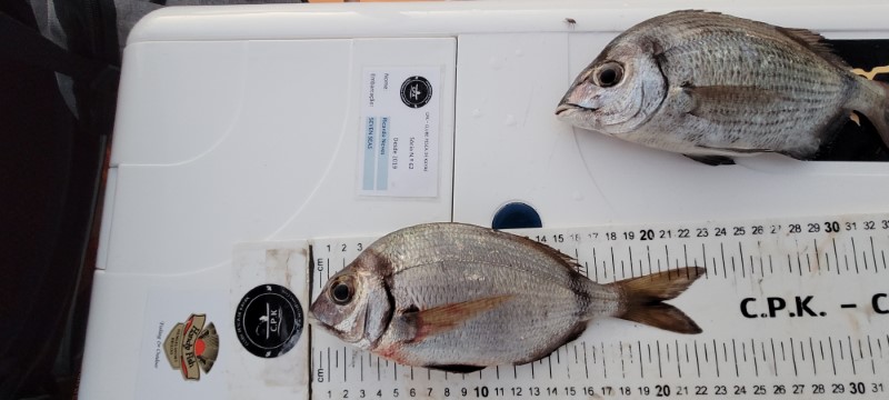 Fish Measure Picture