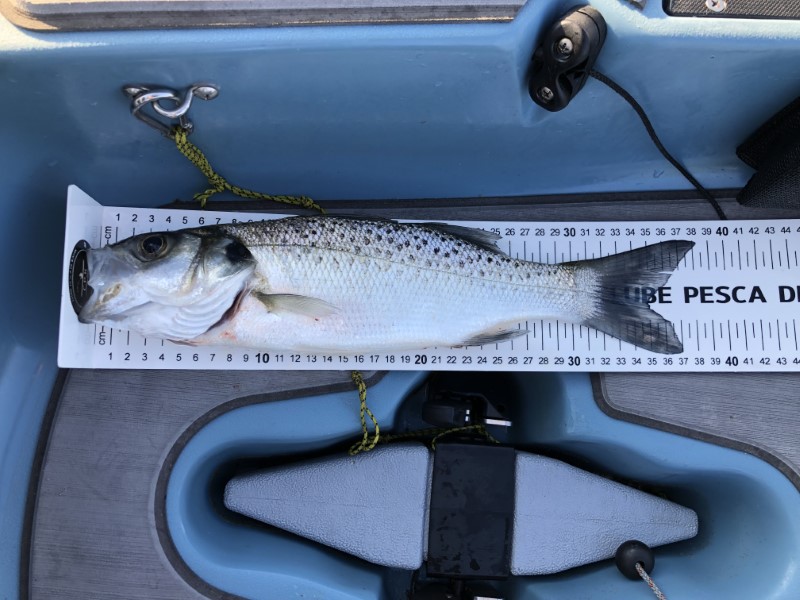 Fish Measure Picture