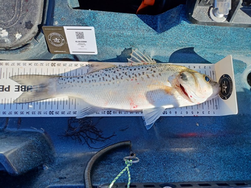 Fish Measure Picture