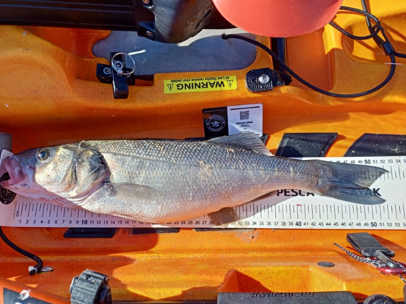 Fish Measure Picture