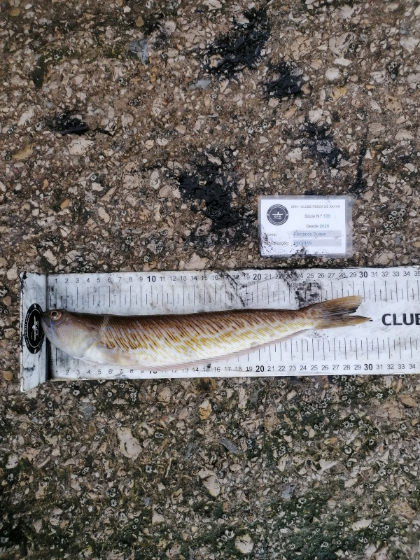 Fish Measure Picture