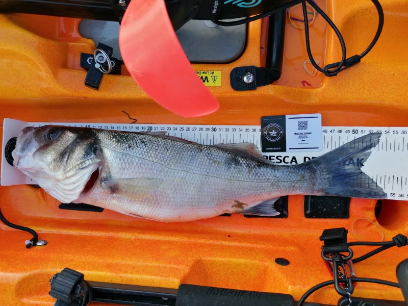 Fish Measure Picture
