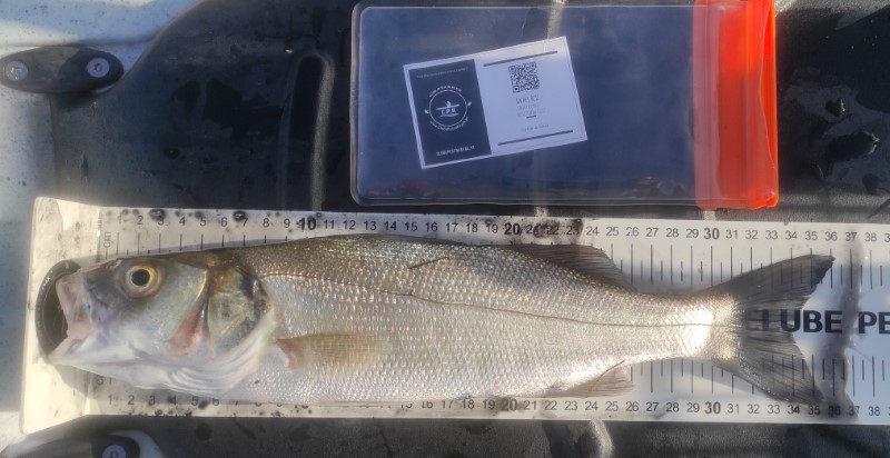 Fish Measure Picture