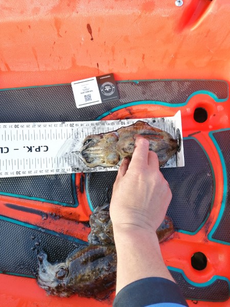 Fish Measure Picture