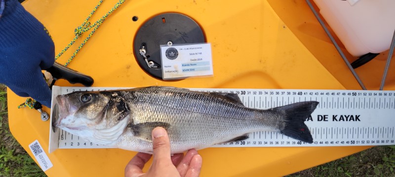 Fish Measure Picture