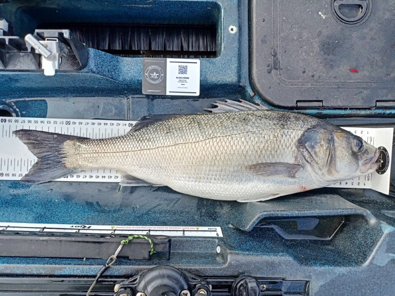 Fish Measure Picture
