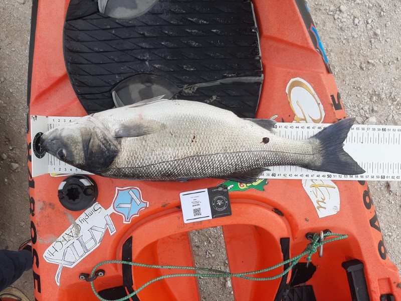 Fish Measure Picture