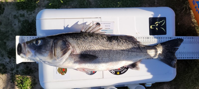 Fish Measure Picture