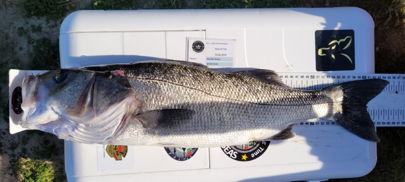 Fish Measure Picture