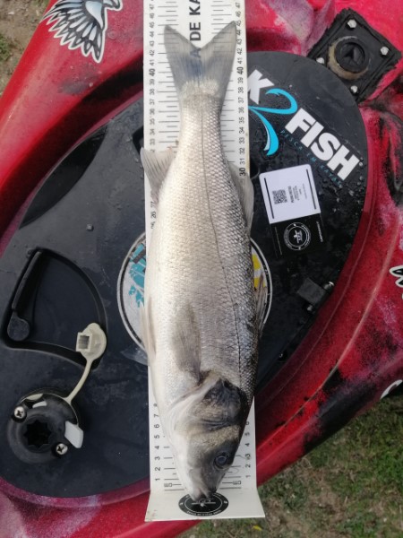 Fish Measure Picture