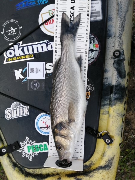 Fish Measure Picture