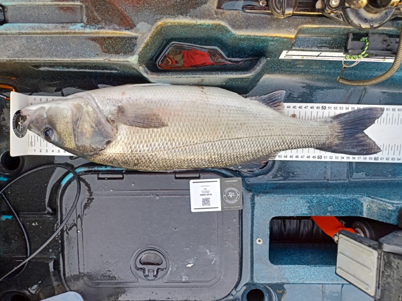 Fish Measure Picture
