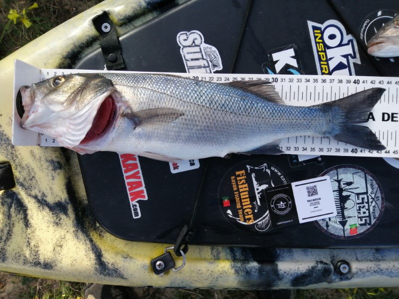 Fish Measure Picture
