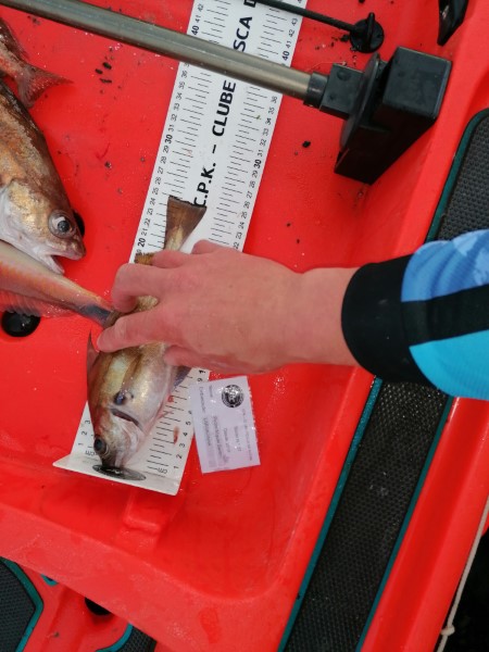 Fish Measure Picture