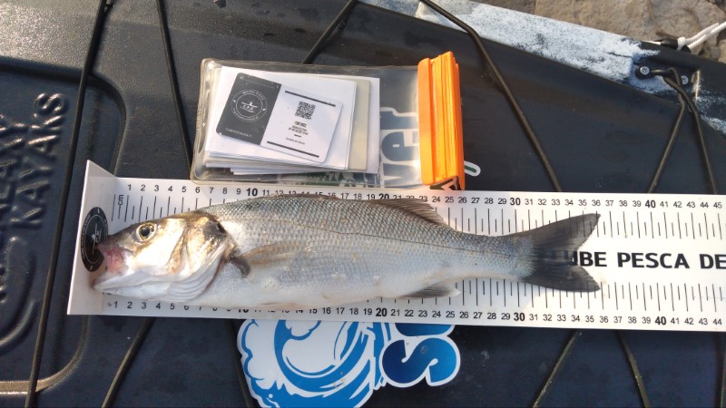 Fish Measure Picture