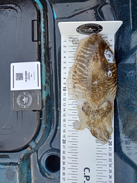 Fish Measure Picture