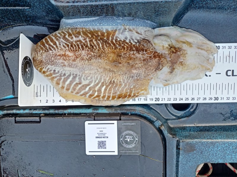 Fish Measure Picture