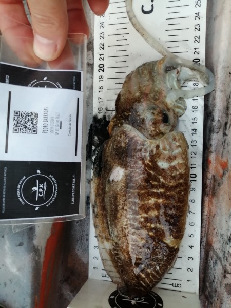 Fish Measure Picture