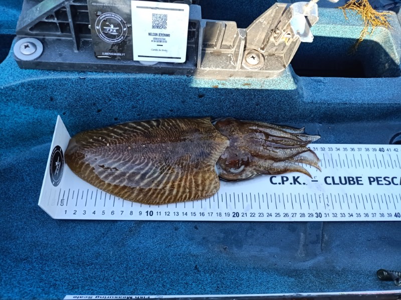 Fish Measure Picture