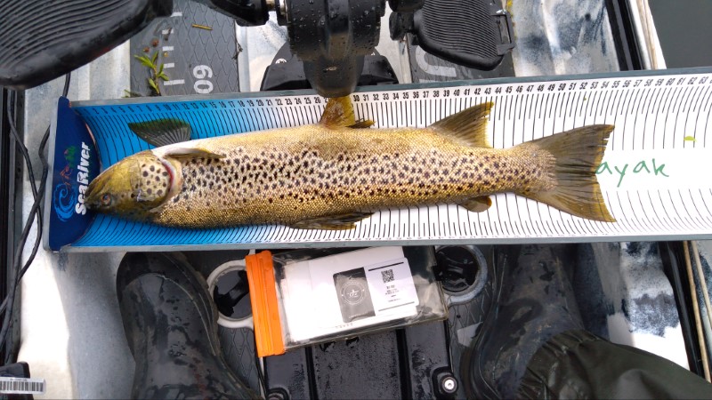 Fish Measure Picture