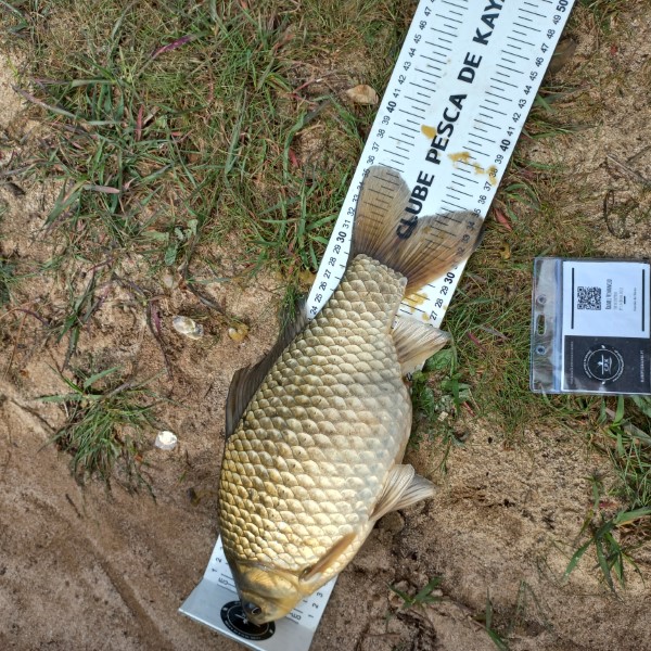 Fish Measure Picture