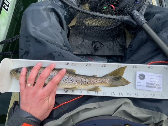 Fish Measure Picture