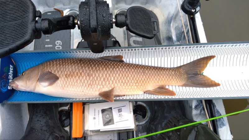 Fish Measure Picture