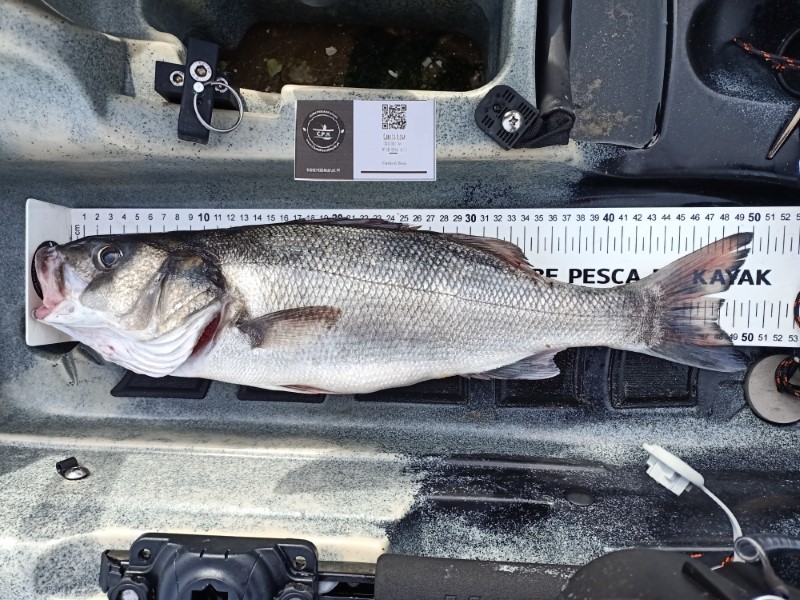Fish Measure Picture